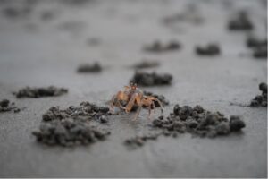The sand bubbler crab, a tiny beach cleaner at risk