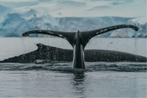 With declining ice, Antarctica’s wildlife struggles to survive