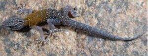Five new animal species from 2024