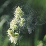 Pollen allergies on the rise due to climate change