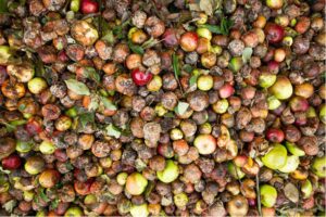Food waste feeding landfill, fueling the climate crisis