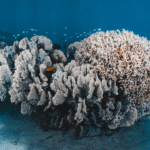 Explained: The coral bleaching event wreaking havoc in Ningaloo Reef