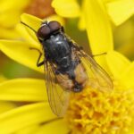 Tiny travellers, big impact: the crucial role of migratory flies in nature