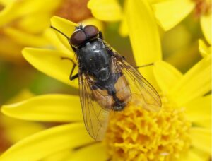 Tiny travellers, big impact: the crucial role of migratory flies in nature