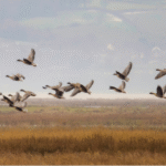 Urbanisation: a growing threat to migratory birds that can still be avoided