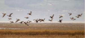 Urbanisation: a growing threat to migratory birds that can still be avoided