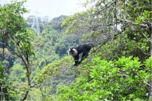 India’s rainforest canopy wars: Monkeys, birds, and the battle for fruit