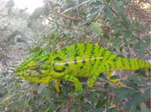 New hope for the Belalanda chameleon after surprise sighting in a new location